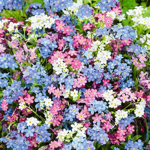 Nefelejcs színkeverék (Myosotis alpestris )!10db mag