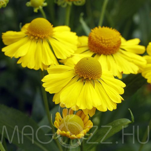 Napfényvirág ‘Helena Gold’ (Helenium autumnale)!25db mag