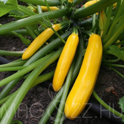 Aranyárga Cukkini (cucurbita pepo l. var. giromontiina)!3db mag