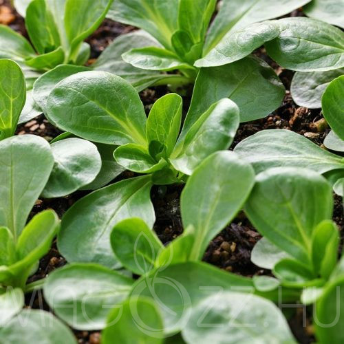 Galambsaláta-madársaláta ( Valerianella locusta)!30db mag