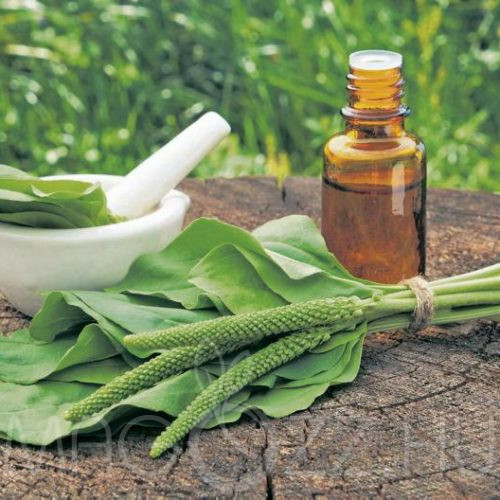 Nagy Útifű 'Plantago major'!50db mag