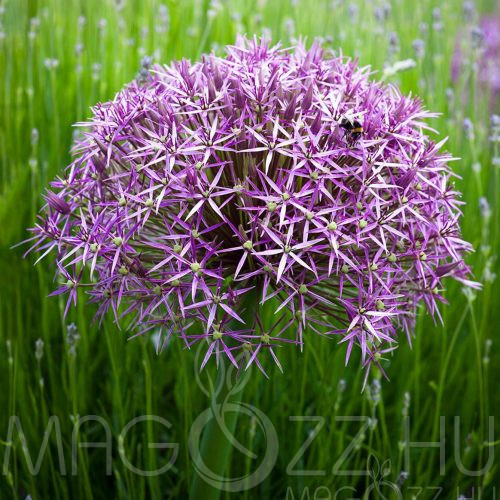Hógolyó léggömb hagyma 'Allium chrystophii' 5db mag