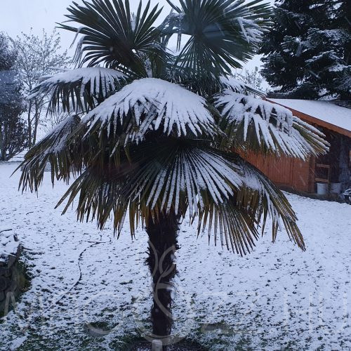 Kínai Kenderpálma 'Hanfpalme Trachycarpus Fortunei'!3db mag