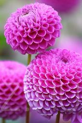 Dália Dahlia pinnata 'Pompon'!10db mag!