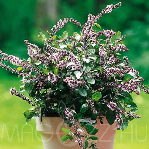 Fahéj illatú Bazsalikom'Ocimum basilicum ‘Cinnamon'!20 db mag