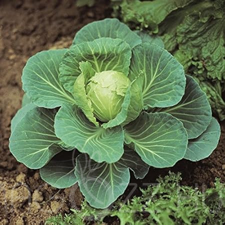 Fejes káposzta (Brassica oleracea convar. capitata var. alba)!15db mag