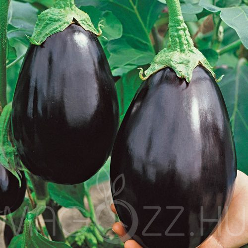 Fekete padlizsán (Solanum melongena L.)!10db mag