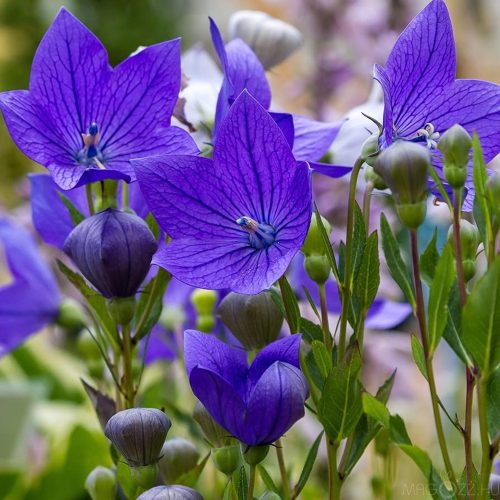 Léggömbvirág (lufi)'Platycodon grandiflorus Astra blue'!15db mag