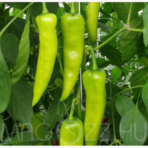 Hegyes-erős zöld paprika!15db mag