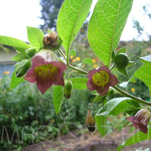 Nadragulya 'Atropa belladonna'!5db mag