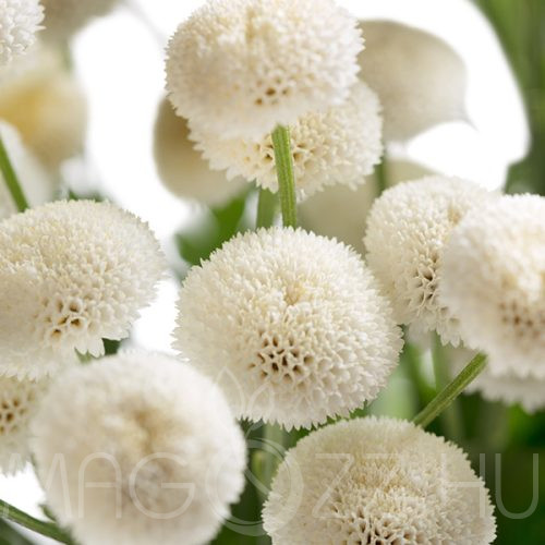 Hógolyó Krizantém (chrysanthemum tanacetum parthenium snowball)!15db mag