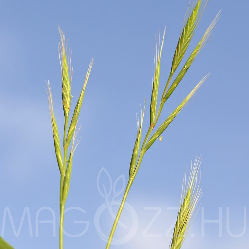 Erdei szálkaperje 'Brachypodium Pinnatum'!15db mag
