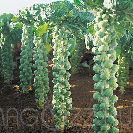 Bimbóskel-kelbimbó Casiopea (Brassica oleracea var. gemmifera)!20db mag