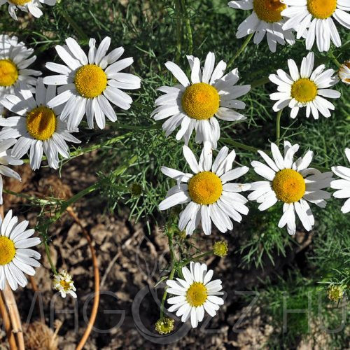 Kaporlevelű EBSZÉKFŰ(Tripleurospermum inodorum) magok!!50db mag