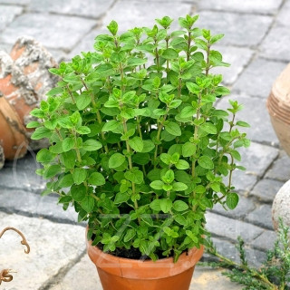 Majoranna (Origanum majorana)!15db mag