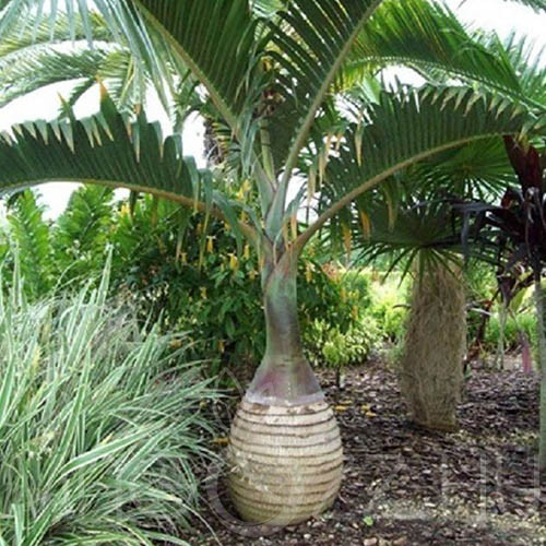 Bottle Palm "Hyophorbe lagenicaulis" Palackpálma!2db mag