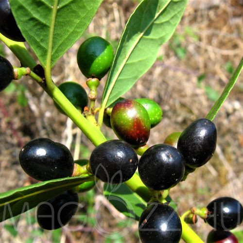 Nemes Babér (Laurus Nobilis)!2db mag