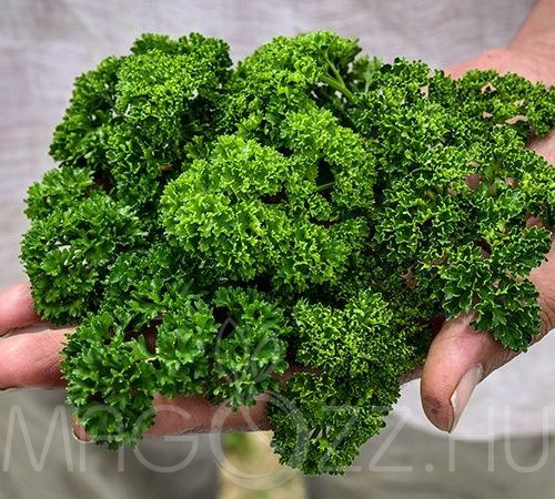 Metélő-fordos petrezselyem ( Petroselinum crispum )!50db mag