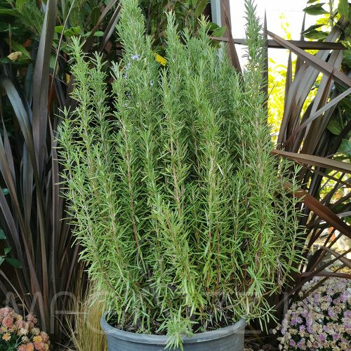 ROZMARING 'Salvia rosmarinus'!10db mag