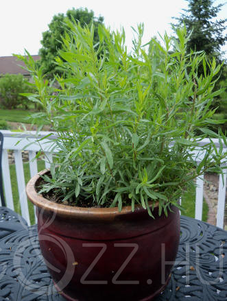 TÁRKONY'Artemisia dracunculus'!50 db mag