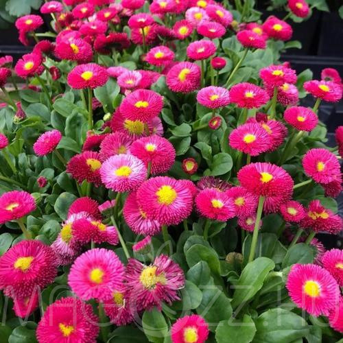 PINK 'Pompom' százszorszép DAISY ENGLISH - BELLIS PERENNIS! 20db mag