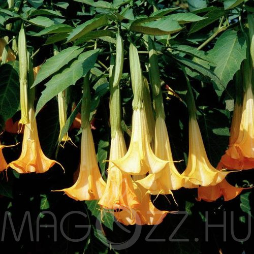 Sárga Angyaltrombita / Brugmansia aurea/!2db mag