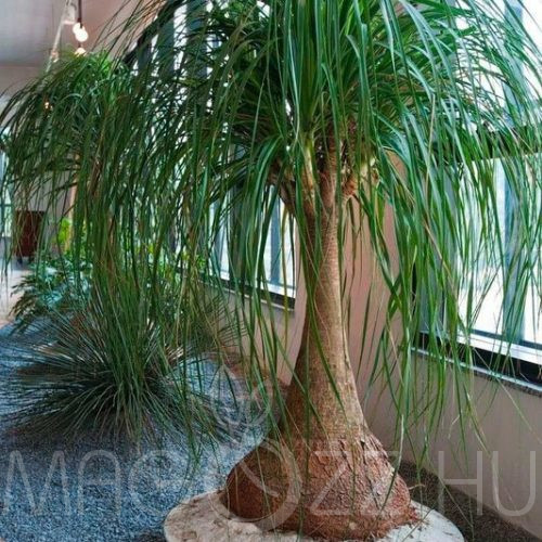 Elefántláb-Pony Tail 'Beaucarnea recurvata'!3db mag