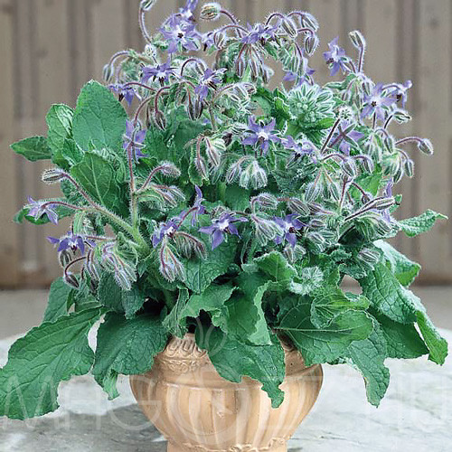 BORÁGÓ 'Borago officinalis L'!5 db mag