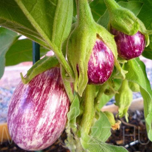 Tojásgyümölcs-tojásfa lila csíkos(Solanum melongena L.)!5db mag