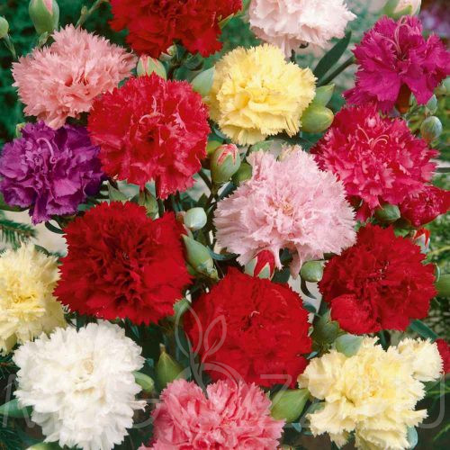 Chabaud Szegfű( Dianthus caryophyllus)!10db mag
