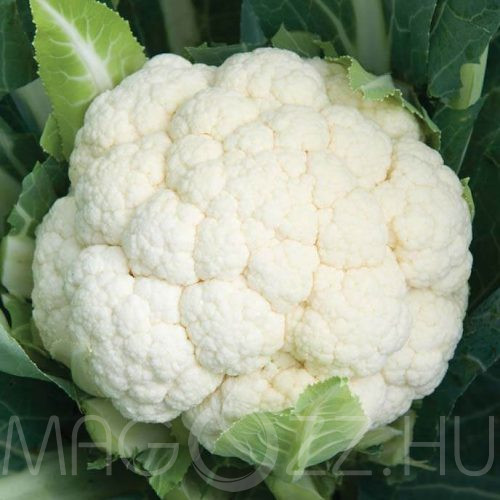 Karfiol 'Brassica oleracea var. botrytis' !10db mag