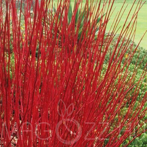 Veresgyűrű som 'Cornus sanguinea'!20db mag