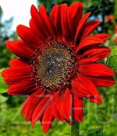 Piros Napraforgó'Helianthus annuus Red Sun'!5db mag!