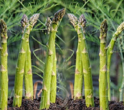 Zöld Spárga 'Asparagus officinalis'!15db mag