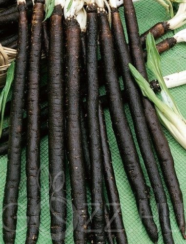Feketegyökér (Scorzonera hispanica)!5db mag