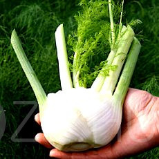 Édeskömény (Foeniculum vulgare)!5db mag
