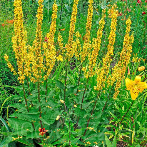Fekete ökörfarkkóró 'Verbascum nigrum'!25db mag