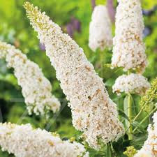 Fehér nyári orgona(Buddleja davidii ‘White Profusion’)!60db mag
