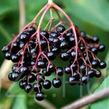 Fekete Bodza 'Sambucus Nigra'!25db mag