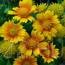 Kokárdavirág /Gaillardia aristata 'Arizona Apricot'!25db mag