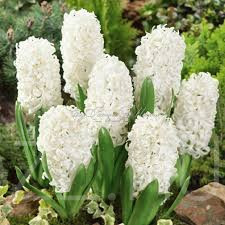 Fehér Jácint 'Hyacinthus Carnegie'!5db mag!