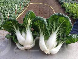 Pak chio (Brassica rapa subsp. chinensis)!10db mag