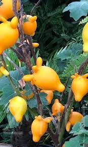 Cicicsucsor (solanum mammosum)!4db mag