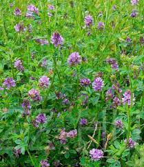 Lucerna (Medicago sativa)!100db mag