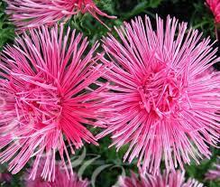 Tűszirmú őszirózsa rosa/'Callistephus chinensis'!10db mag
