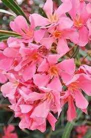 Rózsaszín Leánder (Nerium oleander 'Rosa')!20db mag