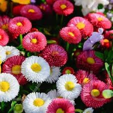 Színkeverék 'Pompom' százszorszép DAISY ENGLISH MONSTROSA MIX!30db