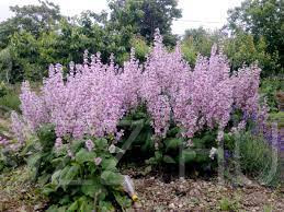 Muskotályzsálya(Salvia sclarea )!10db mag