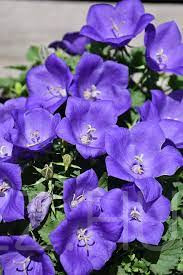 Kárpáti harangvirág/Campanula carpatica ‘Blue’!25db mag