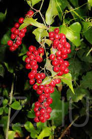 Szárcsagyökér 'Smilax officinalis'!5db mag